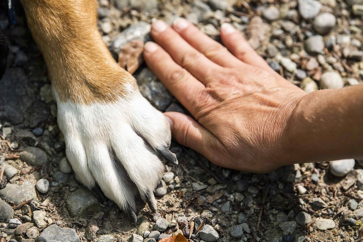 hand und pfote hand und pfote